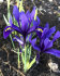 Ирис ретикулата Хармони (Iris reticulata Harmony), 20 шт (разбор 6/7)