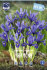 Ирис ретикулата Хармони (Iris reticulata Harmony), 20 шт (разбор 6/7)