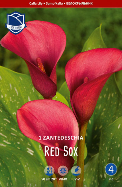 Калла Ред Сокс (Red Sox), 1 шт