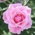 Роза Пинк Симфони (Pink Symphonie)