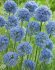 Аллиум Голубой (Allium caeruleum), 25 шт (разбор 5/6)