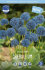 Аллиум Голубой (Allium caeruleum), 25 шт (разбор 5/6)