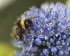Аллиум Голубой (Allium caeruleum), 25 шт (разбор 5/6)
