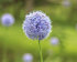 Аллиум Голубой (Allium caeruleum), 25 шт (разбор 5/6)