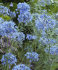 Аллиум Голубой (Allium caeruleum), 25 шт (разбор 5/6)