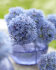 Аллиум Голубой (Allium caeruleum), 25 шт (разбор 5/6)