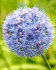 Аллиум Голубой (Allium caeruleum), 25 шт (разбор 5/6)
