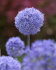 Аллиум Голубой (Allium caeruleum), 25 шт (разбор 5/6)