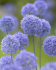 Аллиум Голубой (Allium caeruleum), 25 шт (разбор 5/6)