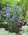 Аллиум Голубой (Allium caeruleum), 25 шт (разбор 5/6)