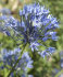 Аллиум Голубой (Allium caeruleum), 25 шт (разбор 5/6)