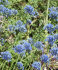 Аллиум Голубой (Allium caeruleum), 25 шт (разбор 5/6)