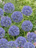 Аллиум Голубой (Allium caeruleum), 25 шт (разбор 5/6)