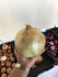 Лук репчатый Глобо, 0.5 г