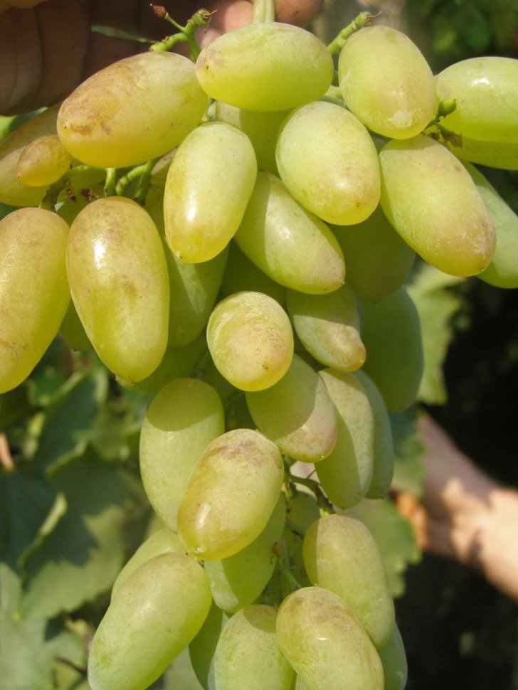  виноград тимур по цене 0 руб. в интернет магазине 