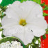 Комплиментуния белая F1 крупноцветковая, 10 шт семян