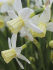 Нарцисс Сейлбоат (Narcissus Sailboat), 10 шт (разбор 10/12)