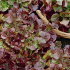 Салат Красный вельвет, листовой