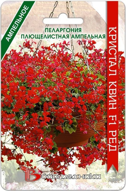 Пеларгония плющелистная ампельная Кристал Квин F1 Ред, 5 шт семян