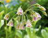 Аллиум Болгарский (Nectaroscordum siculum), 5 шт (разбор 10/11)