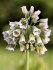 Аллиум Болгарский (Nectaroscordum siculum), 5 шт (разбор 10/11)