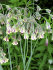 Аллиум Болгарский (Nectaroscordum siculum), 5 шт (разбор 10/11)