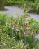 Аллиум Болгарский (Nectaroscordum siculum), 5 шт (разбор 10/11)