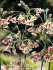 Аллиум Болгарский (Nectaroscordum siculum), 5 шт (разбор 10/11)