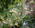 Аллиум Болгарский (Nectaroscordum siculum), 5 шт (разбор 10/11)