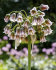 Аллиум Болгарский (Nectaroscordum siculum), 5 шт (разбор 10/11)