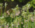 Аллиум Болгарский (Nectaroscordum siculum), 5 шт (разбор 10/11)