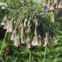 Аллиум Болгарский (Nectaroscordum siculum), 5 шт (разбор 10/11)