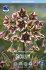 Аллиум Болгарский (Nectaroscordum siculum), 5 шт (разбор 10/11)