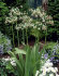 Аллиум Болгарский (Nectaroscordum siculum), 5 шт (разбор 10/11)