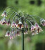 Аллиум Болгарский (Nectaroscordum siculum), 5 шт (разбор 10/11)