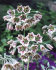 Аллиум Болгарский (Nectaroscordum siculum), 5 шт (разбор 10/11)