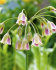 Аллиум Болгарский (Nectaroscordum siculum), 5 шт (разбор 10/11)