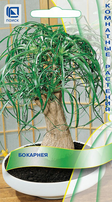 Бокарнея, 5 шт семян