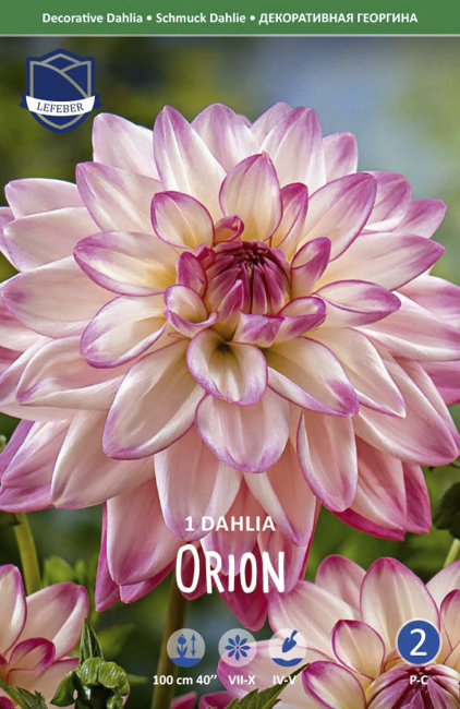 Георгина декоративная Орион (Orion), 1 шт