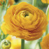 Ранункулюс азиатский Авив Йеллоу (Ranunculus Aviv YELLOW), 15 шт (разбор 7/8)