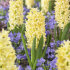 Гиацинт Джипси Принцесс (Hyacinthus Gipsy Princess), 5 шт (разбор 16/17)