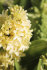Гиацинт Джипси Принцесс (Hyacinthus Gipsy Princess), 5 шт (разбор 16/17)