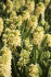 Гиацинт Джипси Принцесс (Hyacinthus Gipsy Princess), 5 шт (разбор 16/17)