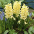 Гиацинт Джипси Принцесс (Hyacinthus Gipsy Princess), 5 шт (разбор 16/17)