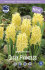 Гиацинт Джипси Принцесс (Hyacinthus Gipsy Princess), 5 шт (разбор 16/17)