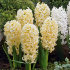 Гиацинт Джипси Принцесс (Hyacinthus Gipsy Princess), 5 шт (разбор 16/17)