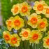 Нарцисс Кедрон (Narcissus Kedron), 10 шт (разбор 10/12)