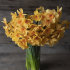 Нарцисс Кедрон (Narcissus Kedron), 10 шт (разбор 10/12)