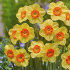 Нарцисс Кедрон (Narcissus Kedron), 10 шт (разбор 10/12)