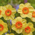 Нарцисс Кедрон (Narcissus Kedron), 10 шт (разбор 10/12)